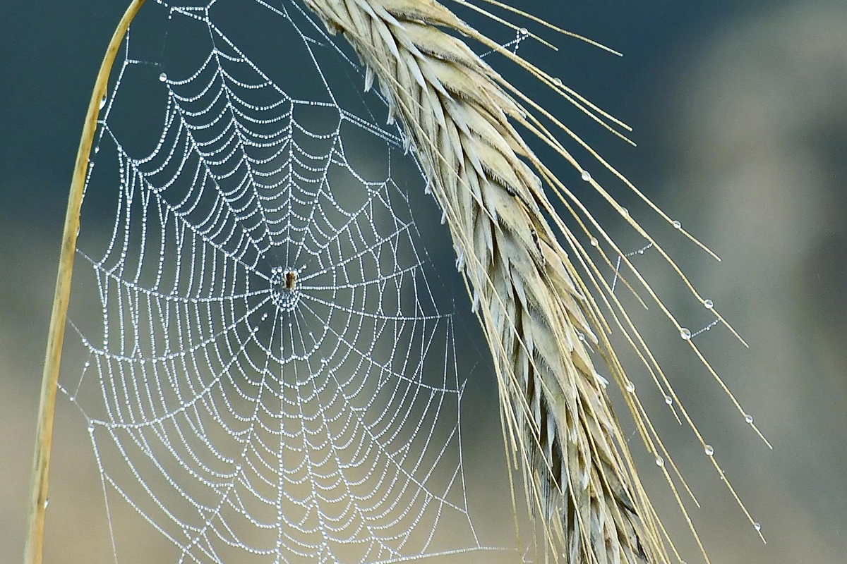 Web - spindelväv - på sädesax.