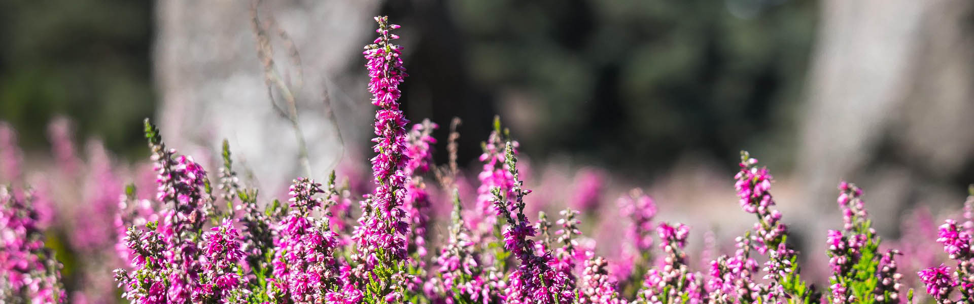 heather-1659200_1920_BESK Heathers in blossom.